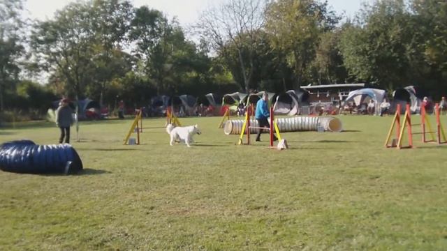 8. Sporthund-Cup am 23.10.2011 in Heilbronn  Andreas Gerster & Shila   Jumping 3 standard.MP4 смотреть онлайн