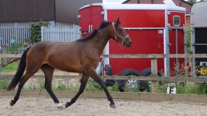 ‘JGC One Too Many’ - 3yr old ISH mare **SOLD**