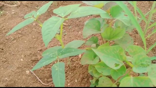 Sutrisno (19711064) ptp 3 b tugas umbi umbian (penyiangan pada tanaman singkong) смотреть онлайн