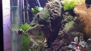 Аквариум с креветками Сулавеси Кардинал 26.12.2019 (Cardinal shrimp from Sulawesi)