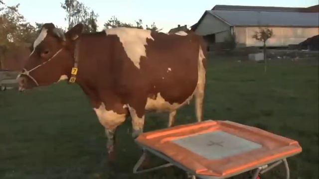 Michel & Sven - Der Trampolintrick - Teil 4 / The trick with a trampoline смотреть онлайн