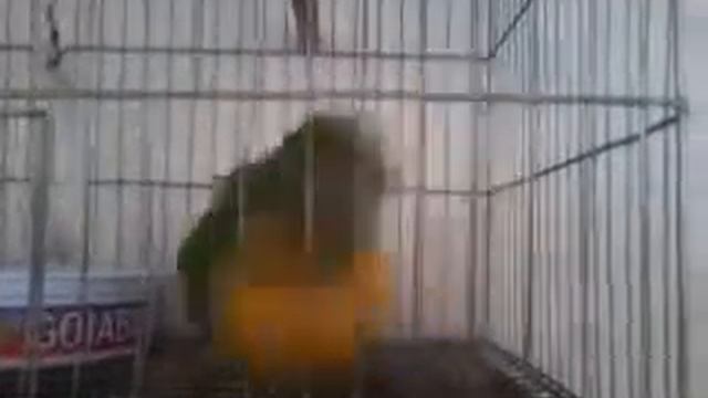 Alerrandro смотреть онлайн