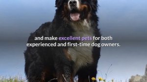 All about the Border Collie Bernese Mountain Mix (Bordernese) | Is this mix-breed a family dog?