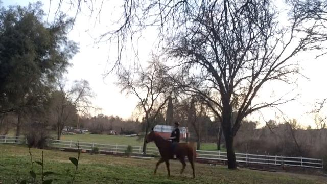 Bareback Ridding Clips with Like a Cowboy Audio