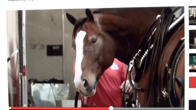 Animal Rights Video by Nate смотреть онлайн