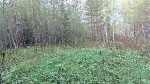 В поле со степанычем. 21.09.2024. (1)