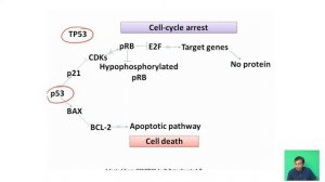 Role of oncogenes in the development of cancer