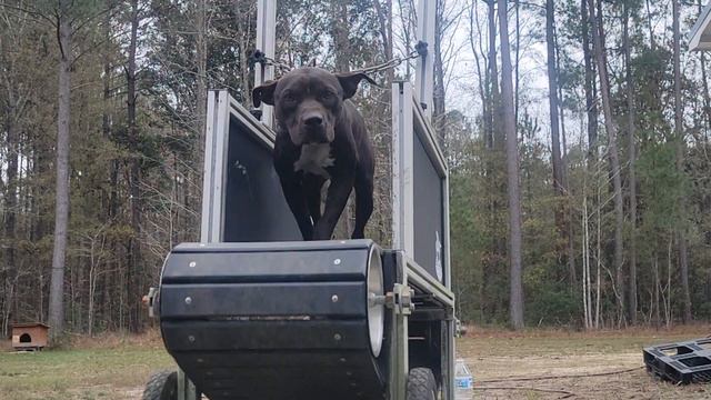 THOMPSON'S KENNEL JACK BOY AKA PHATMAN PATIENCE IS KEY смотреть онлайн