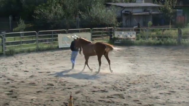 Parelli Liberty L3 Passed! Mattia Basso смотреть онлайн