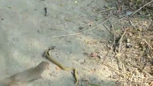 Snake( cobra) vs Mongoose Real fight