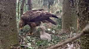 Mazais Erglis~Mouse handover! Andris gives a prey to Artūrs~12:39 pm 2023/06/17