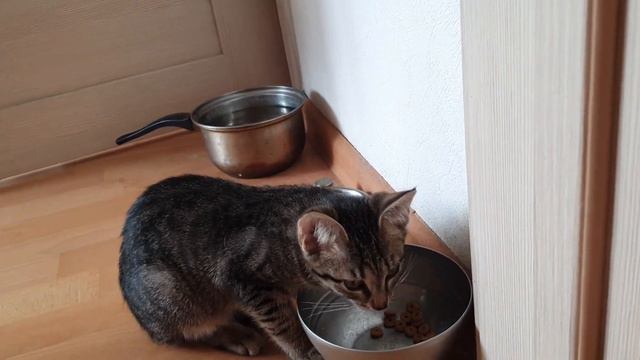 Ест БАСИН Корм смотреть онлайн