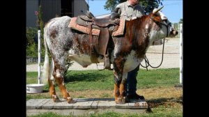 Mathew Dillon Riding Steer 2012