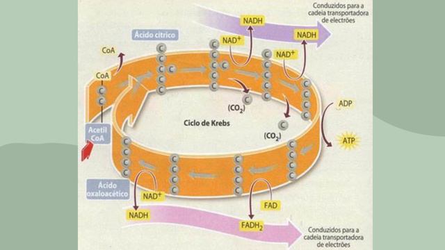 Metabolismo Energético- Projeto de extensão (Pacex) Farmácia-Unipar смотреть онлайн