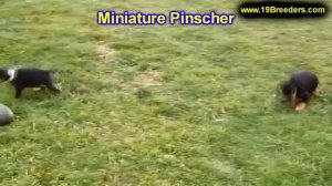 Miniature Pinscher, Puppies, Dogs, For Sale, In Montgomery, Alabama, AL, 19Breeders, Hoover, Auburn