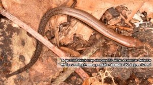 Ground Skink facts: they move like snakes | Animal Fact Files