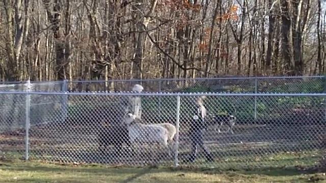 Holly and Kia Herding - smooth collie смотреть онлайн