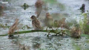 Quelea Mega-Flock Hunted by Falcon | Superswarm | BBC Earth