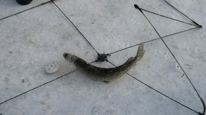 Хлопок хапуга в действии, рыбалка огонь!