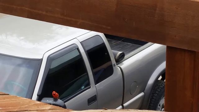 Cardinal attempts to break into Mark's truck смотреть онлайн
