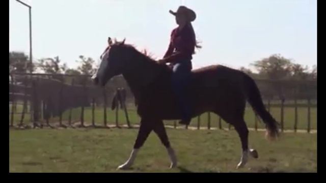 Barbara Cox - Chris Cox Horsemanship смотреть онлайн