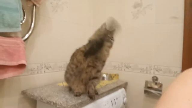 Кот Адольф и Бритва 2