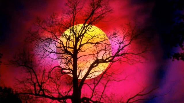 nino damiani antonella