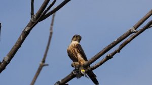 Merlin with prey