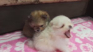 Щенки Шпиц 4 девчонки