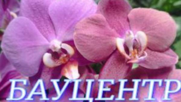 №933/ ОБЗОР орхидей и КОМНАТНЫХ растений в БАУЦЕНТРЕ
