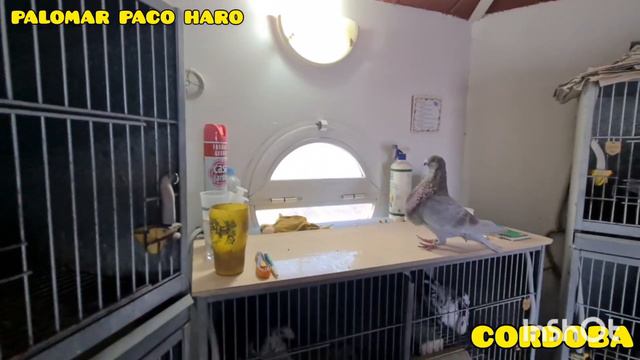 Gorgueros palomar del amigo Paco Haro de Cordoba. смотреть онлайн