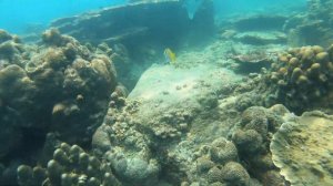 Koh Tao 2019 snorkeling Robo & Chris