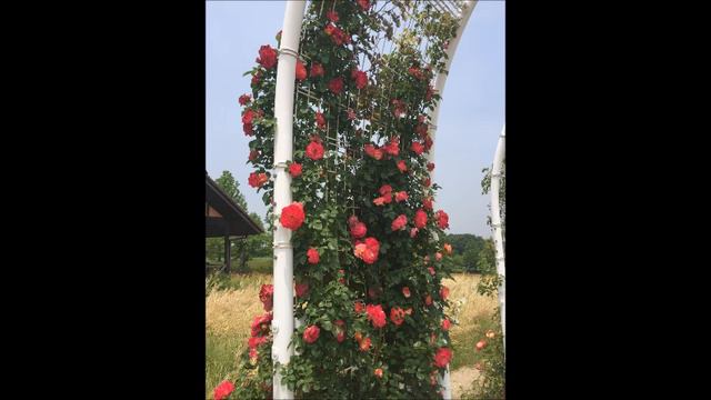 「昔の名前で出ています」　小林　旭　cover 清紅 смотреть онлайн