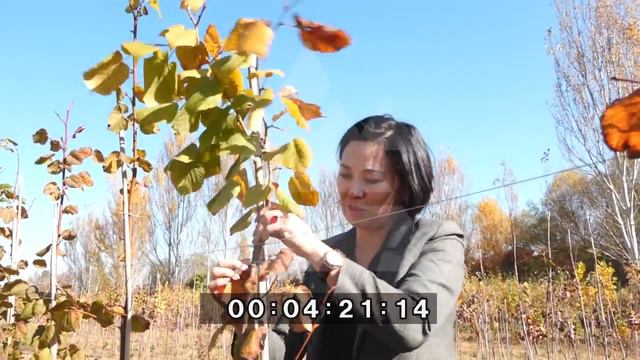 В Бишкеке появится скейтдром, отвечающий современным стандартам смотреть онлайн