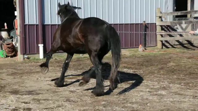 Terina (Harrison x Mary) смотреть онлайн