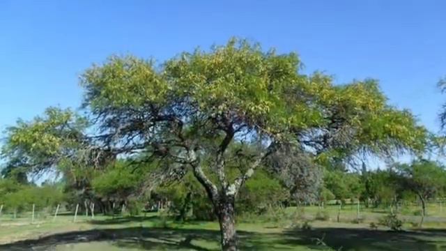 Rabi Shimon Bar Yojay смотреть онлайн