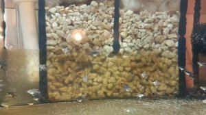 Мальки скалярий. 25 сутки. Отсаживаю мальков.