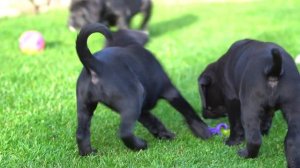 Unsere letzten drei Cane Corso Welpen aus Bonita & Paolo in der 9 Woche.