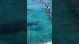 Рита и Артур встреча с дельфинами. Dolphin reef Eilat.