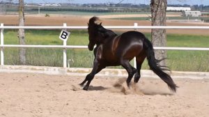 Liron Guardiola III, Pura Raza Español de Yeguada Guardiola Fantoni