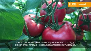 Томат Грифон F1/ Голландские семена/Nunhems