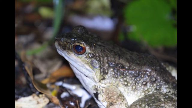 4 オットンガエル静止画集　Otton frog