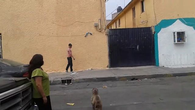 Pitbull saltando