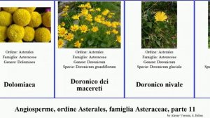 Angiosperme, ordine Asterales, famiglia Asteraceae, parte 11 dahlia eupatorium felicia dei minima