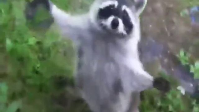 MadLipz legjobbjai:  Come At Me Bro Raccoon. 3
