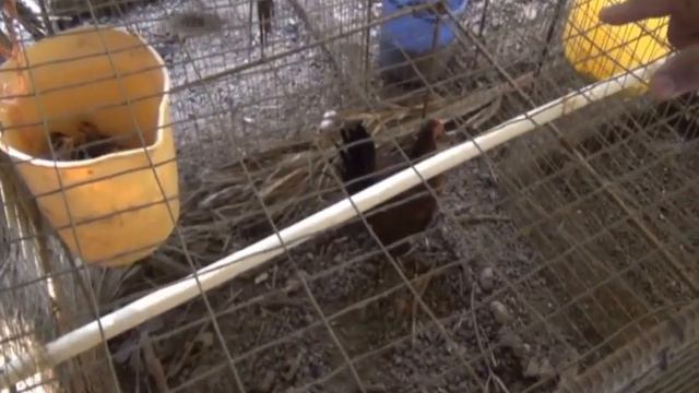 Entrevista a Manuel Varela "El Rey de las Pavas" en Puerto Rico | Gallos Jano. смотреть онлайн