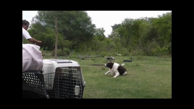 PROFUGOS CONTENIDOS - EL DUENDE ES MI AMIGO смотреть онлайн