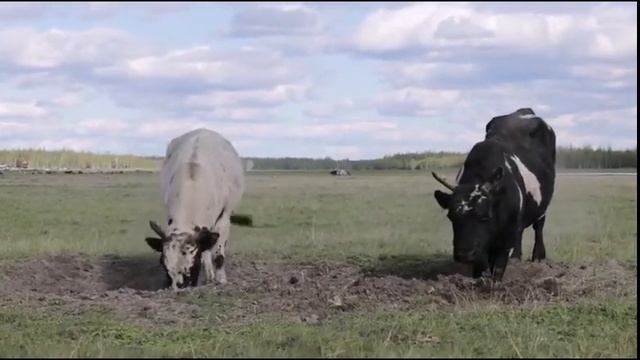 #ынах [inah] / #корова / #cow 🐂 🐃 🐄 oғus / ogus] / #бык / #bull САХА ЫНАҔА #сахаынаҕа. смотреть онлайн