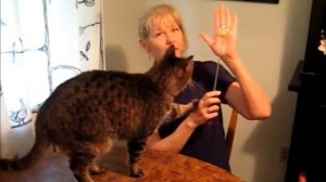 Shake It Kitty:Teach Your Cat to Shake Hands