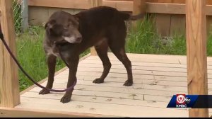 Van Horn students build pergolas for senior dogs at Shep's Place